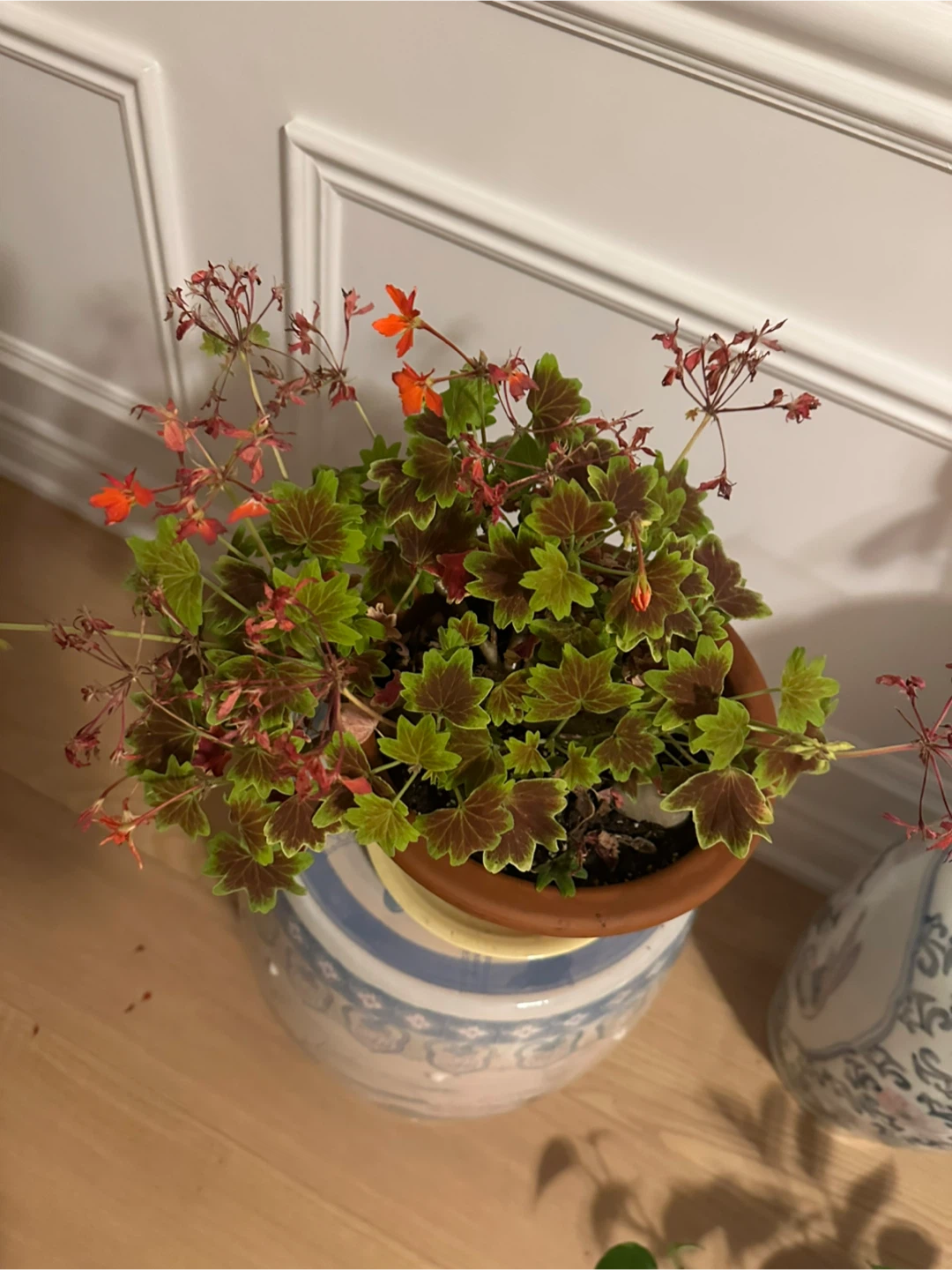 Potted Geranium Plant - photo 2