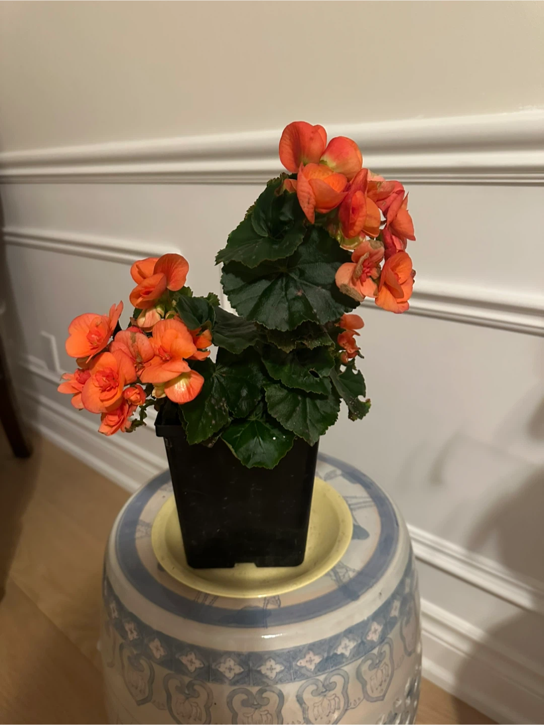 Orange Reiger Begonia Plant