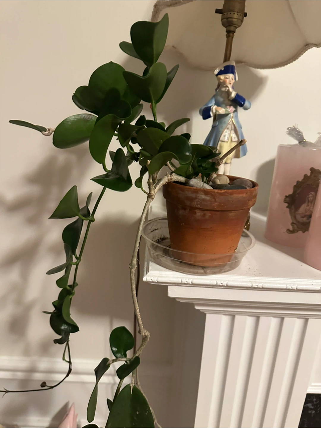 Hoya carnosa houseplant in terracotta pot
