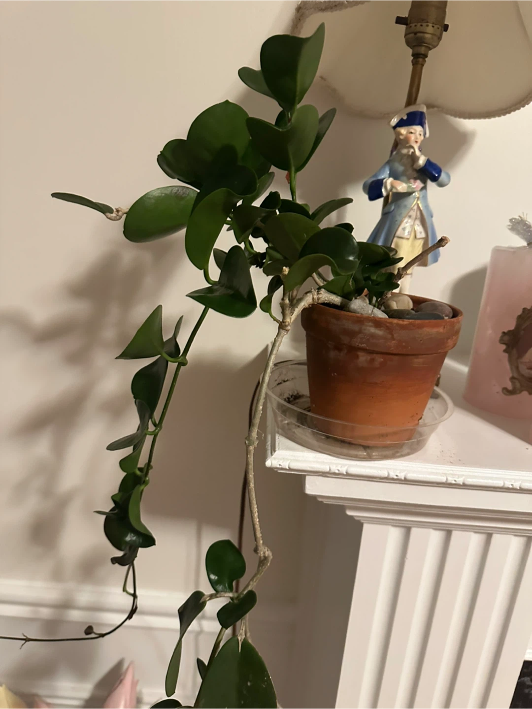 Hoya carnosa houseplant in terracotta pot - photo 2