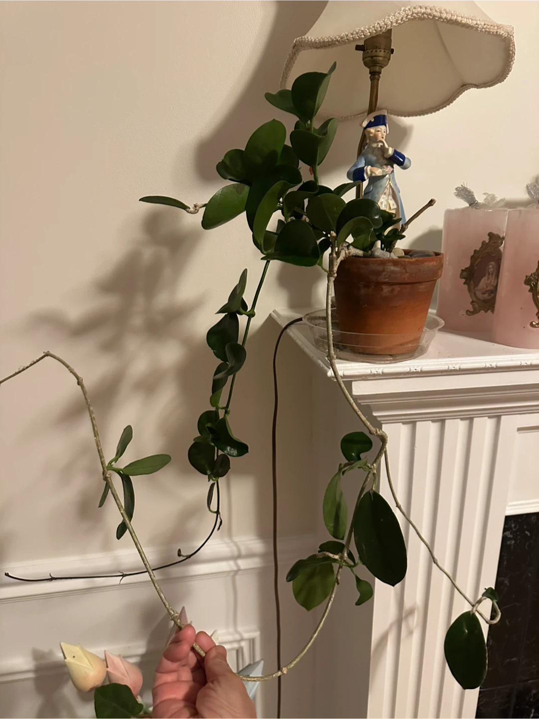 Hoya carnosa houseplant in terracotta pot - photo 3
