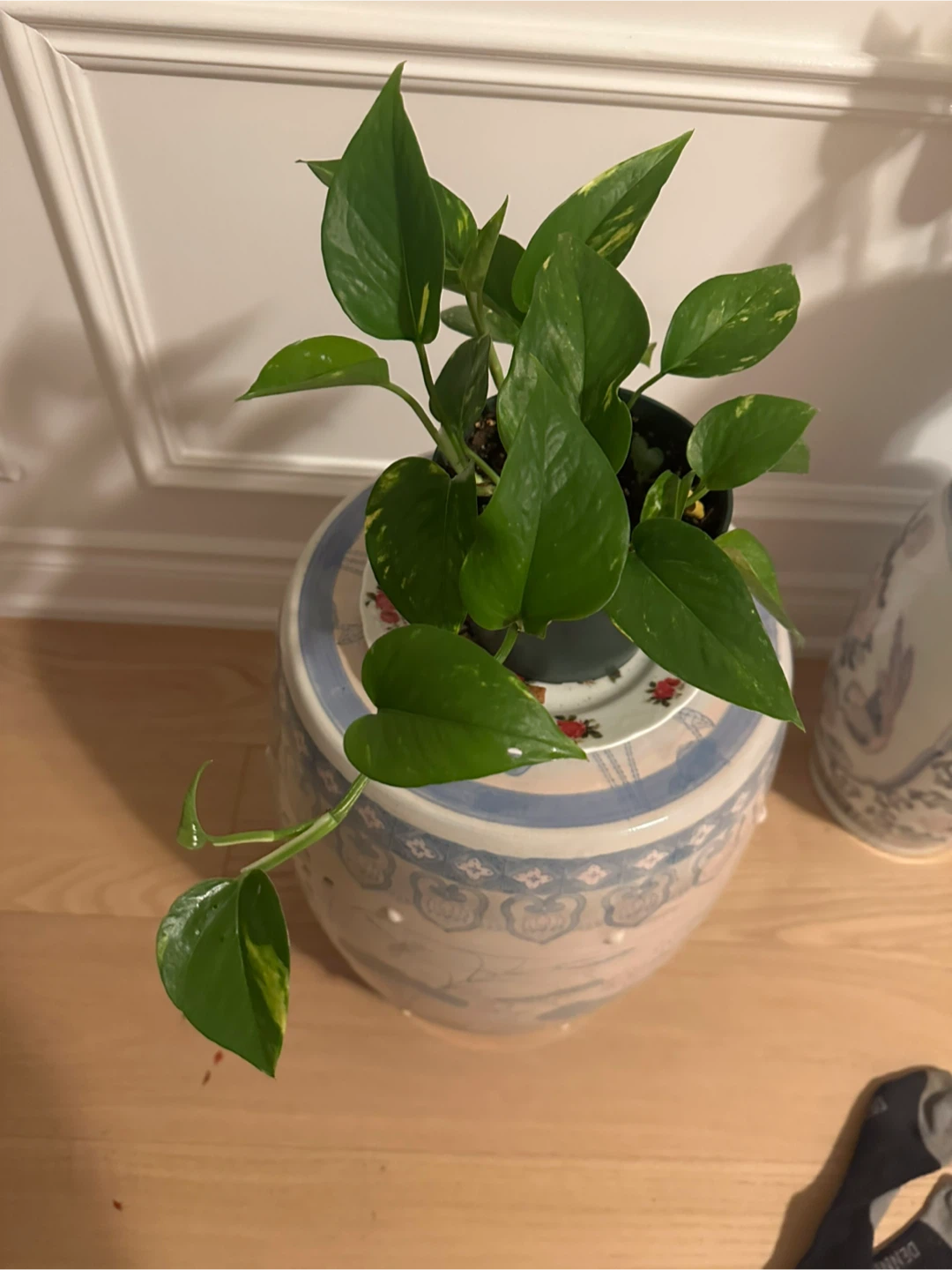 Healthy Pothos Plant - photo 2