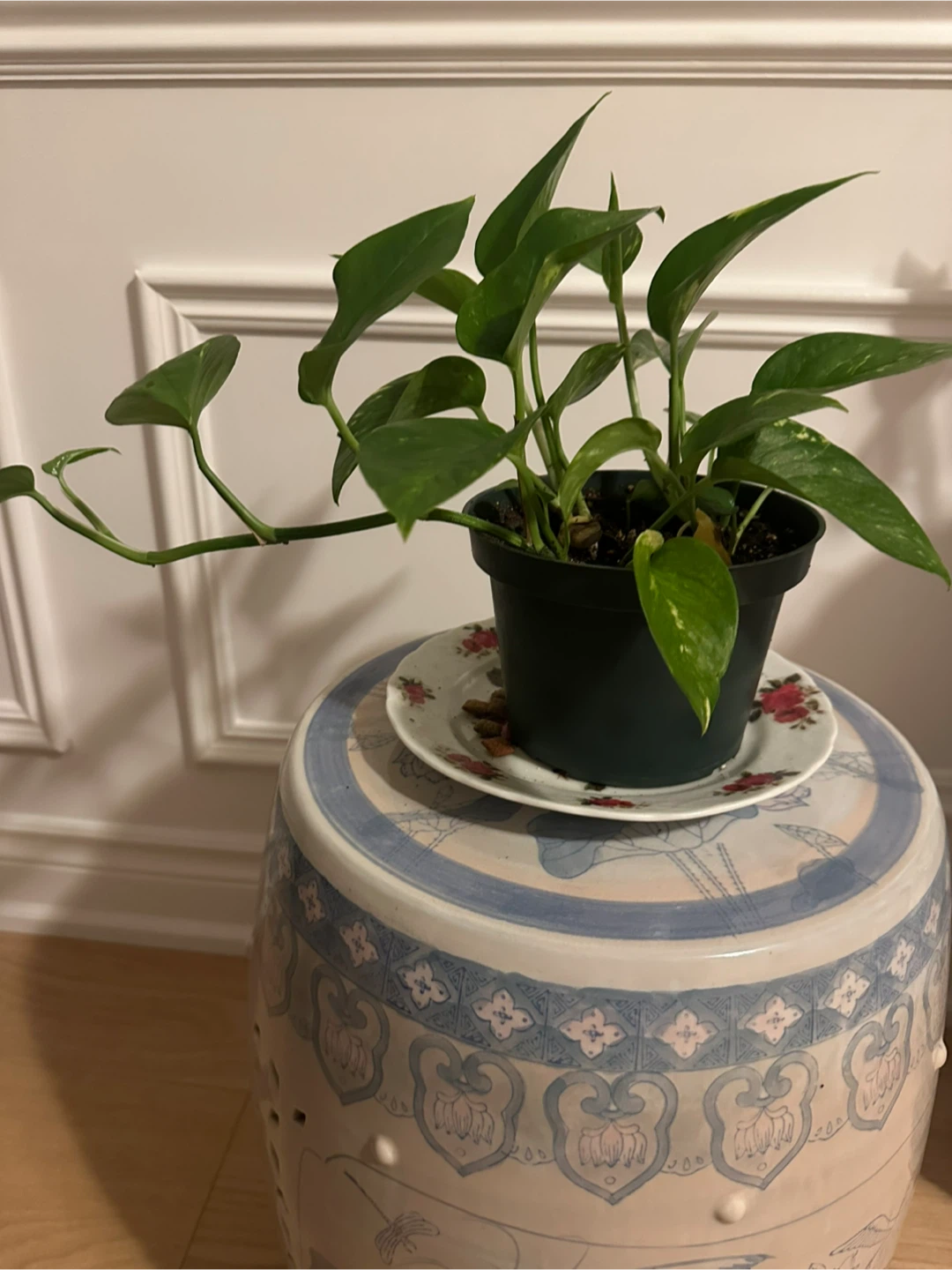 Healthy Pothos Houseplant