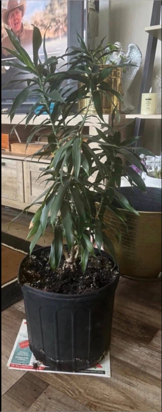 Dracaena plant in large nursery pot