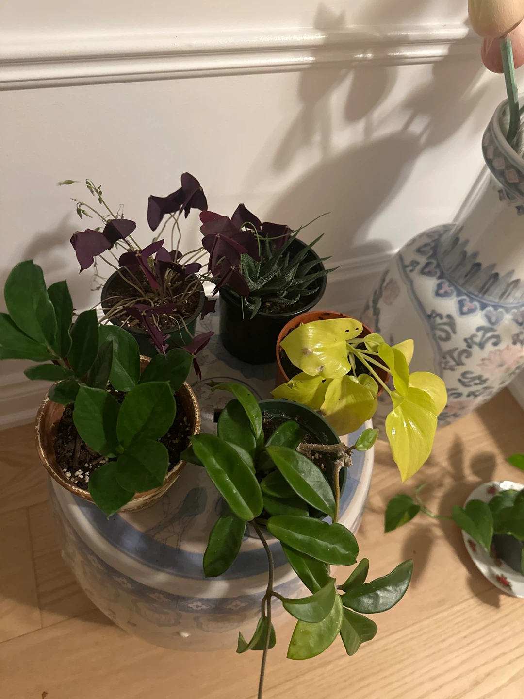 Assorted Indoor Houseplants - Set of 5
