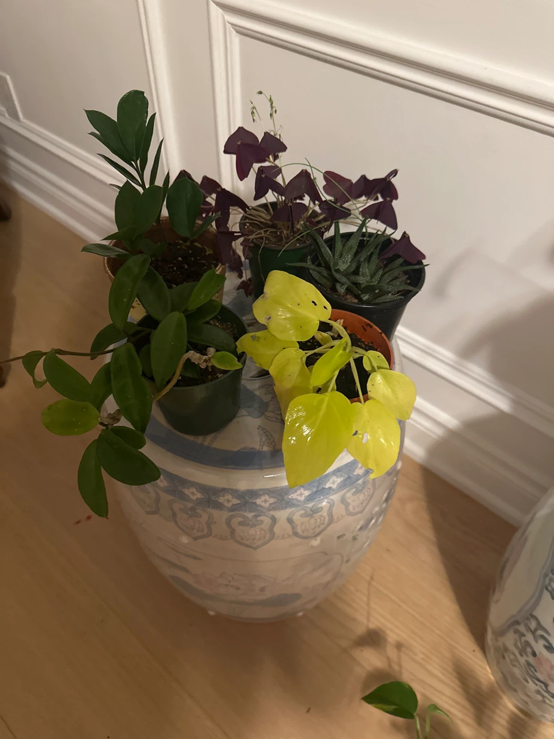 Assorted Indoor Houseplants - Set of 5 - photo 2