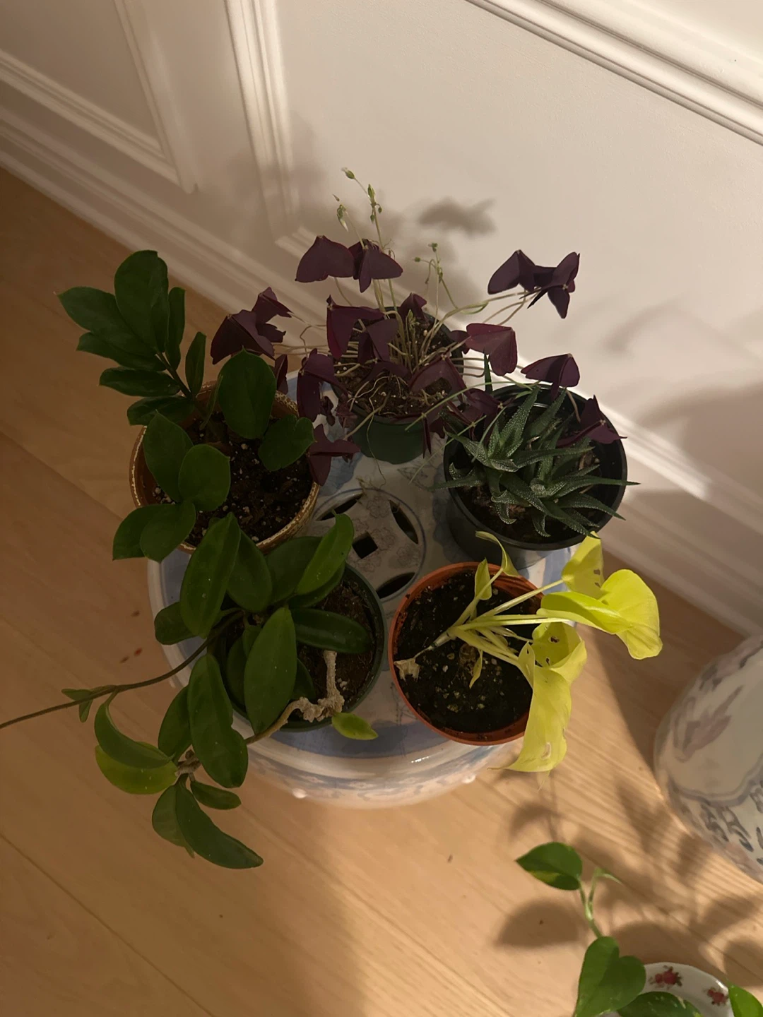 Assorted Indoor Houseplants - Set of 5 - photo 3