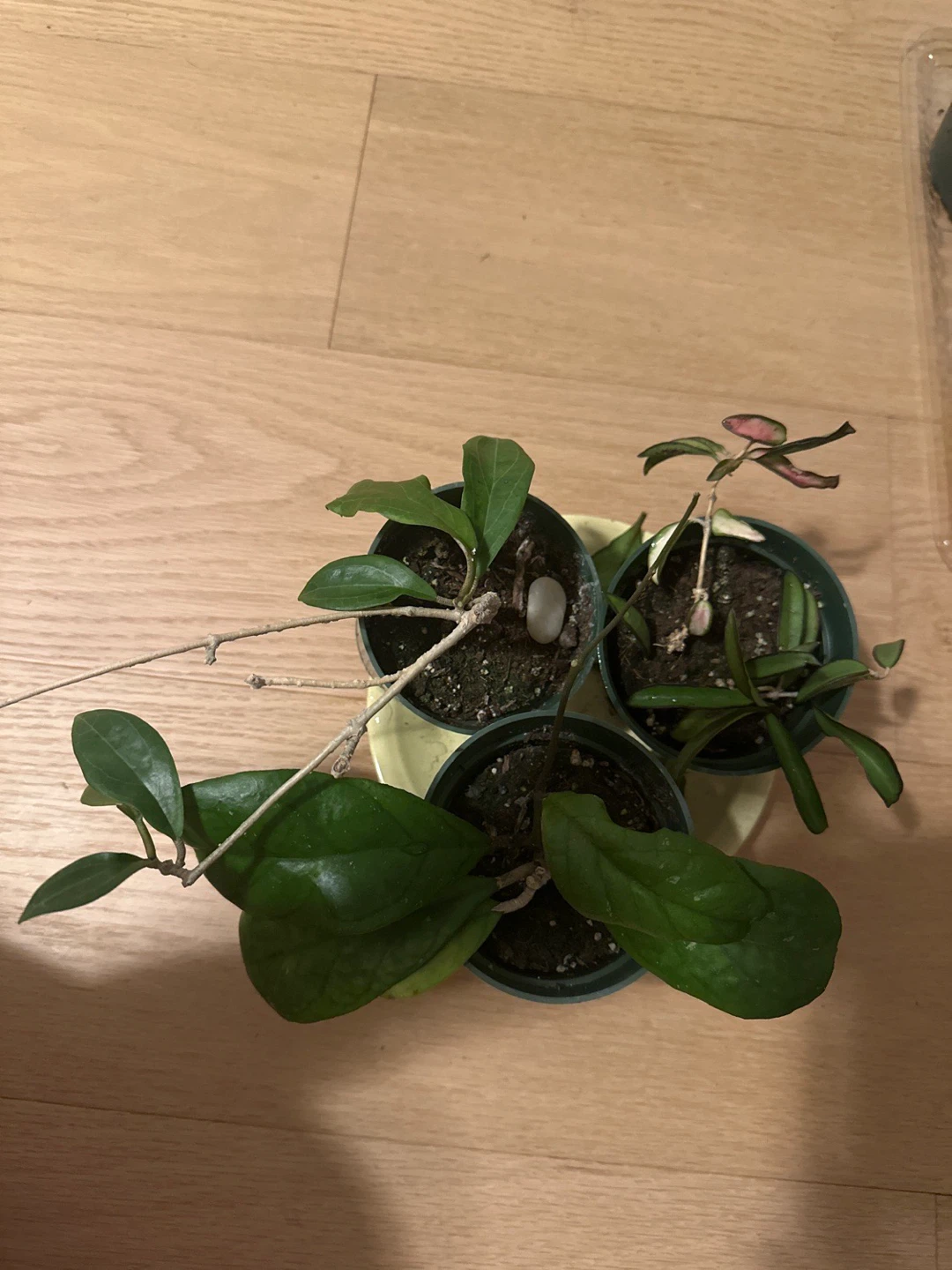 Three Potted Hoya Plants