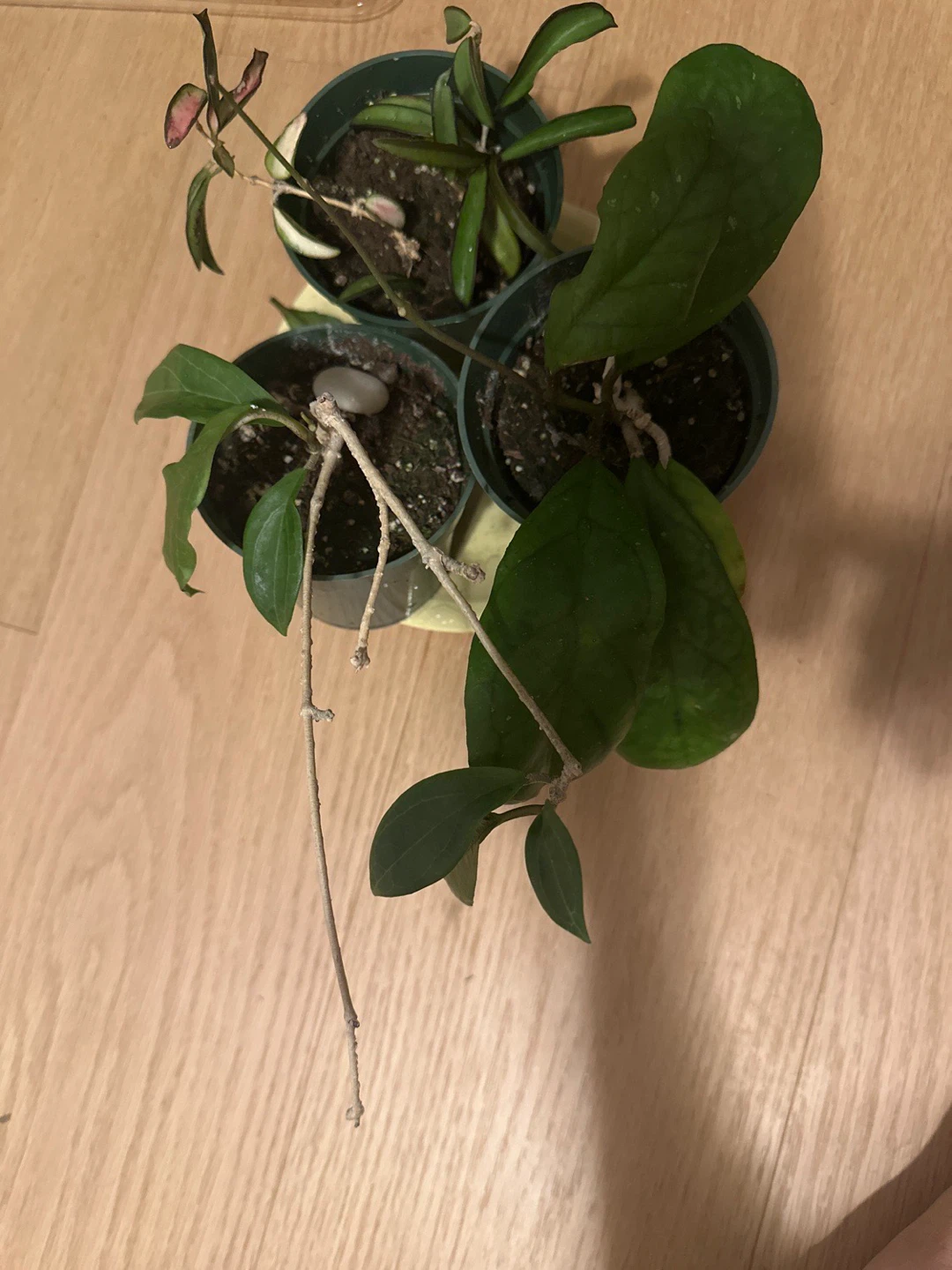 Three Potted Hoya Plants - photo 2