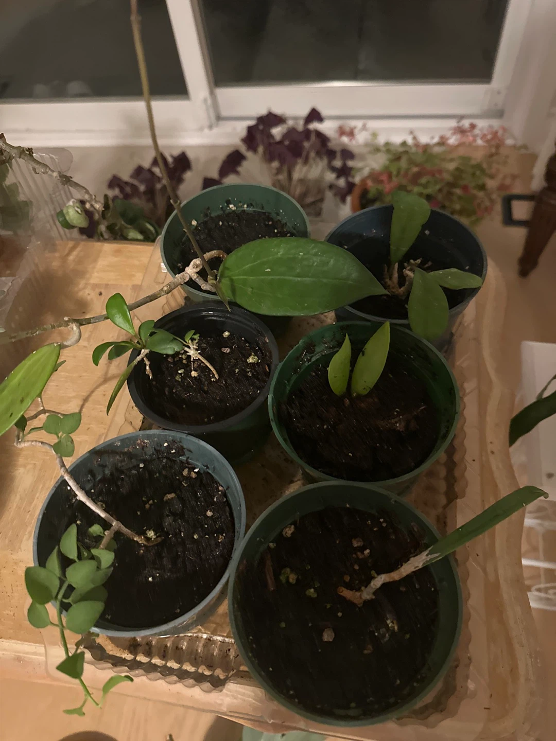 Assorted Hoya Plant Cuttings