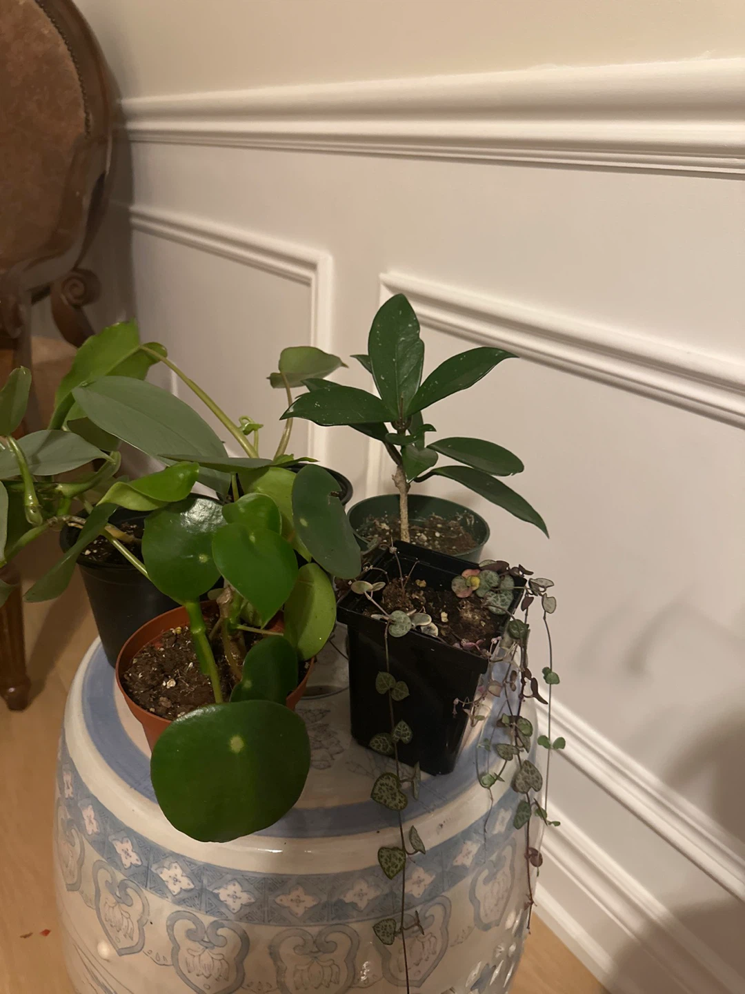 Assorted Indoor Houseplants - Set of 5
