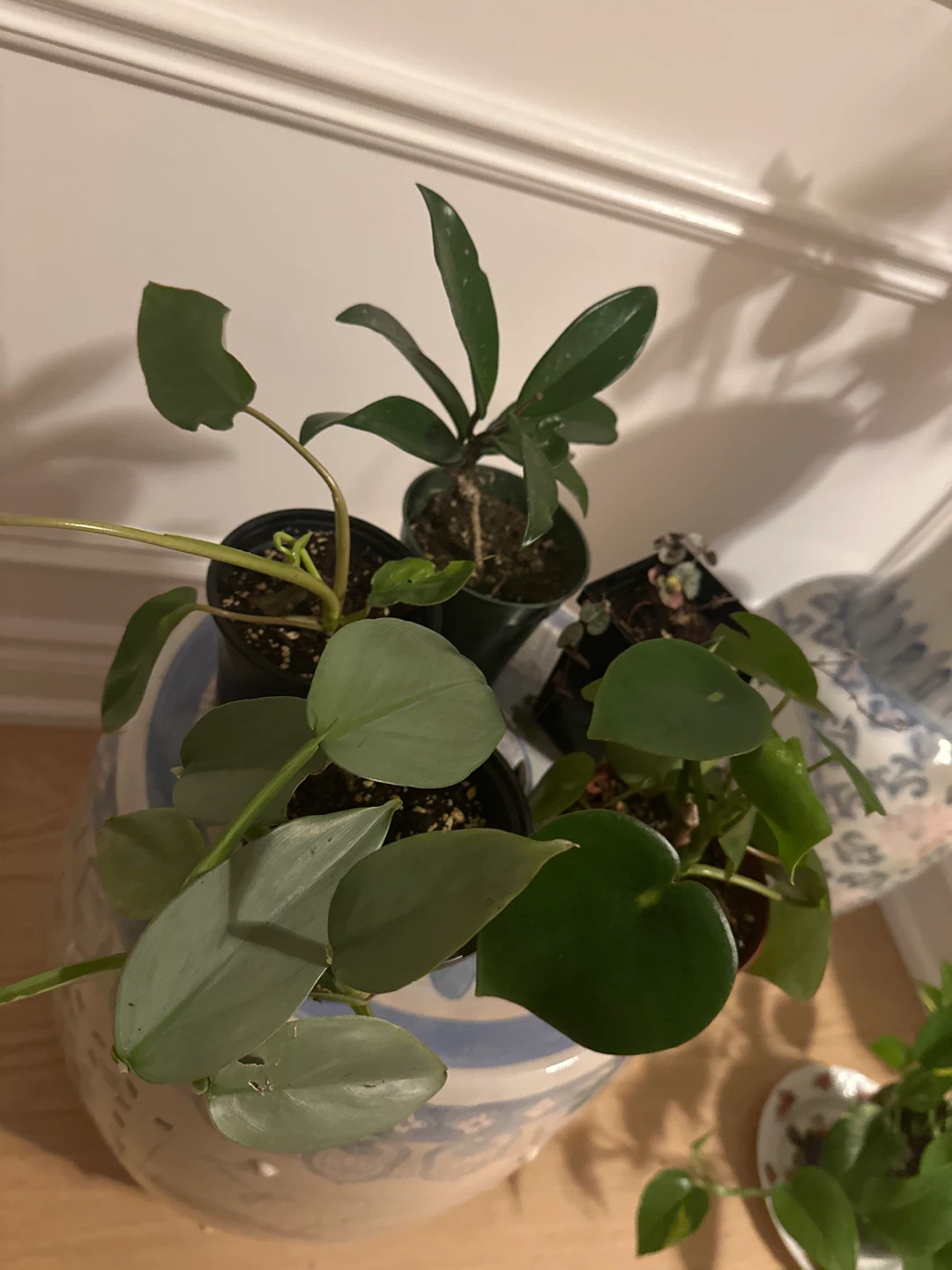 Assorted Indoor Houseplants - Set of 5 - photo 2
