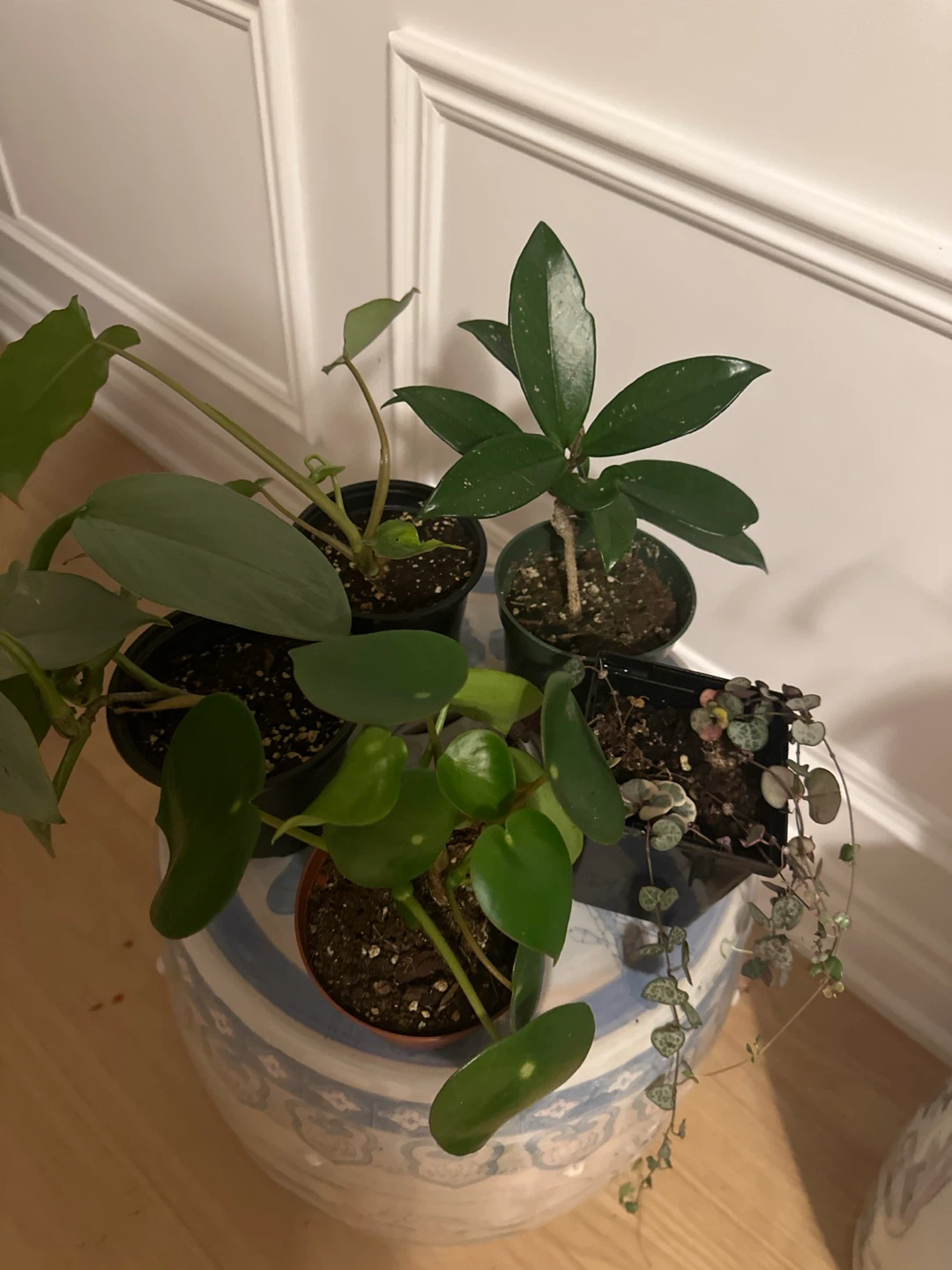Assorted Indoor Houseplants - Set of 5 - photo 3