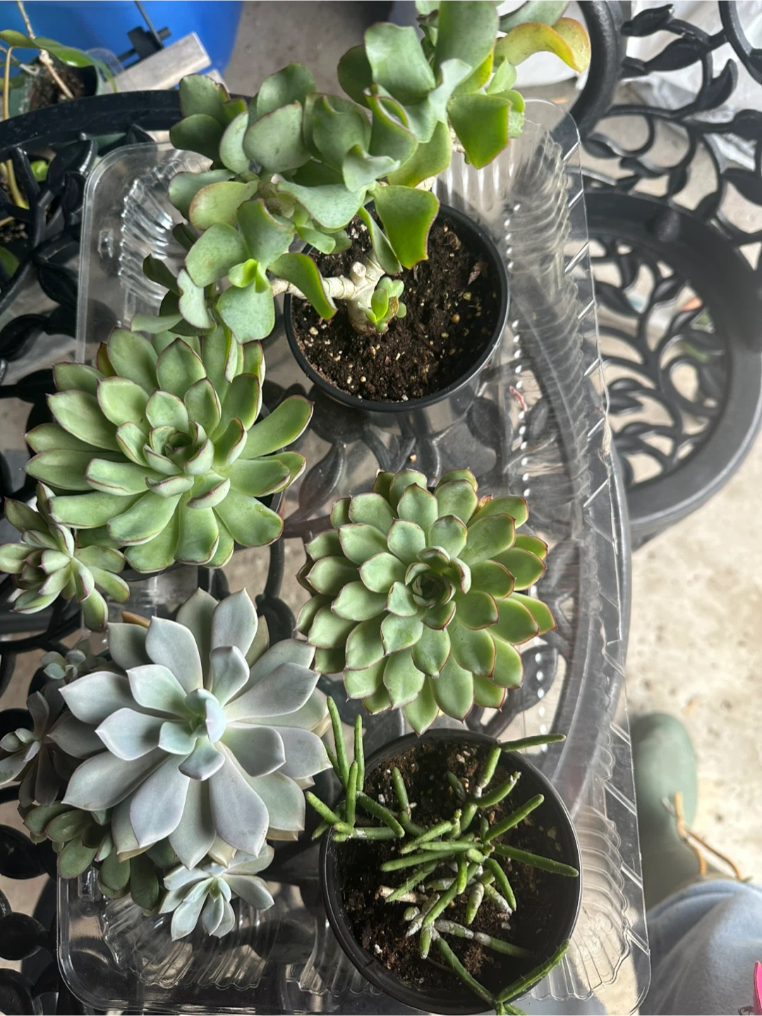 Assorted Succulent Collection
