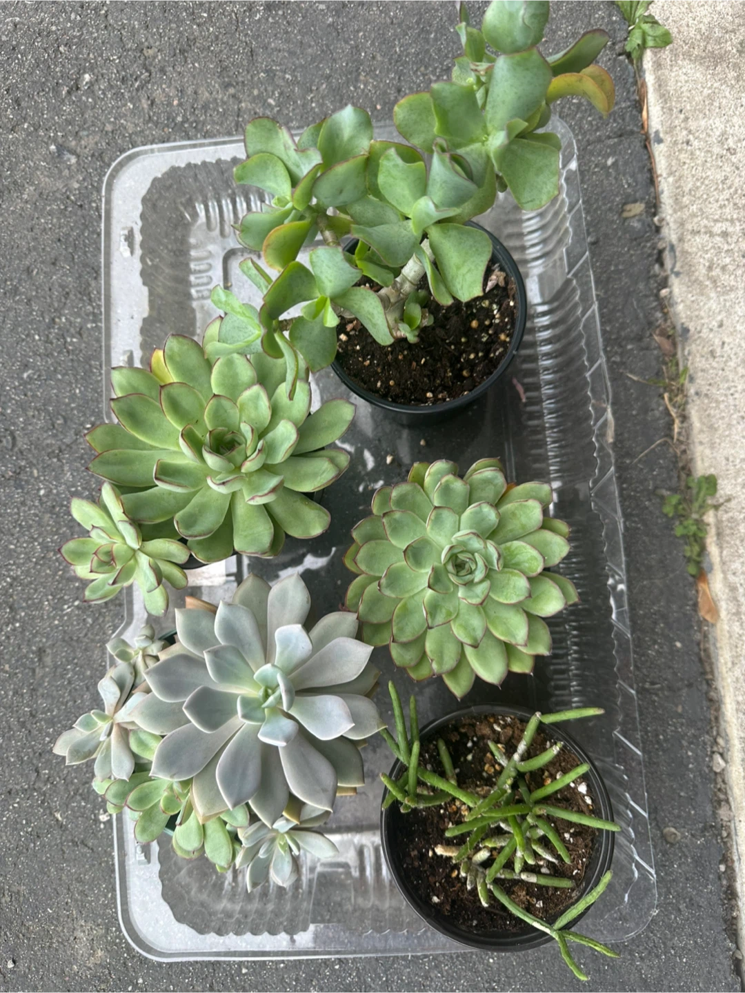 Assorted Succulent Collection - photo 2