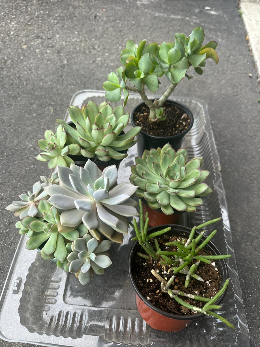 Assorted Succulent Collection - photo 3