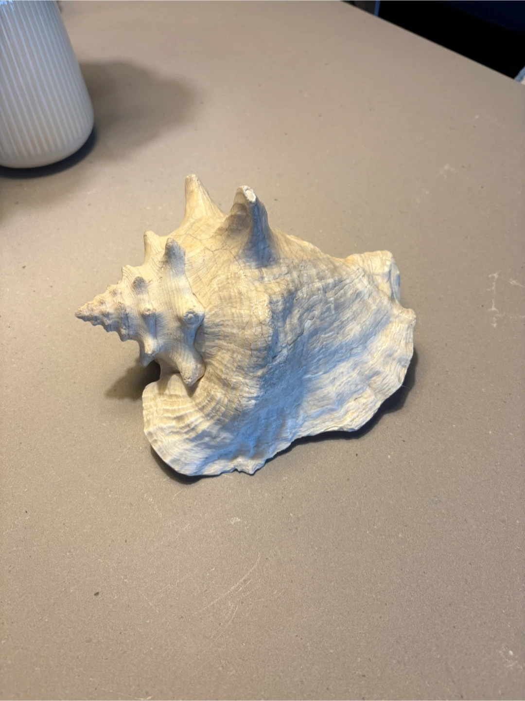 Natural Queen Conch Seashell