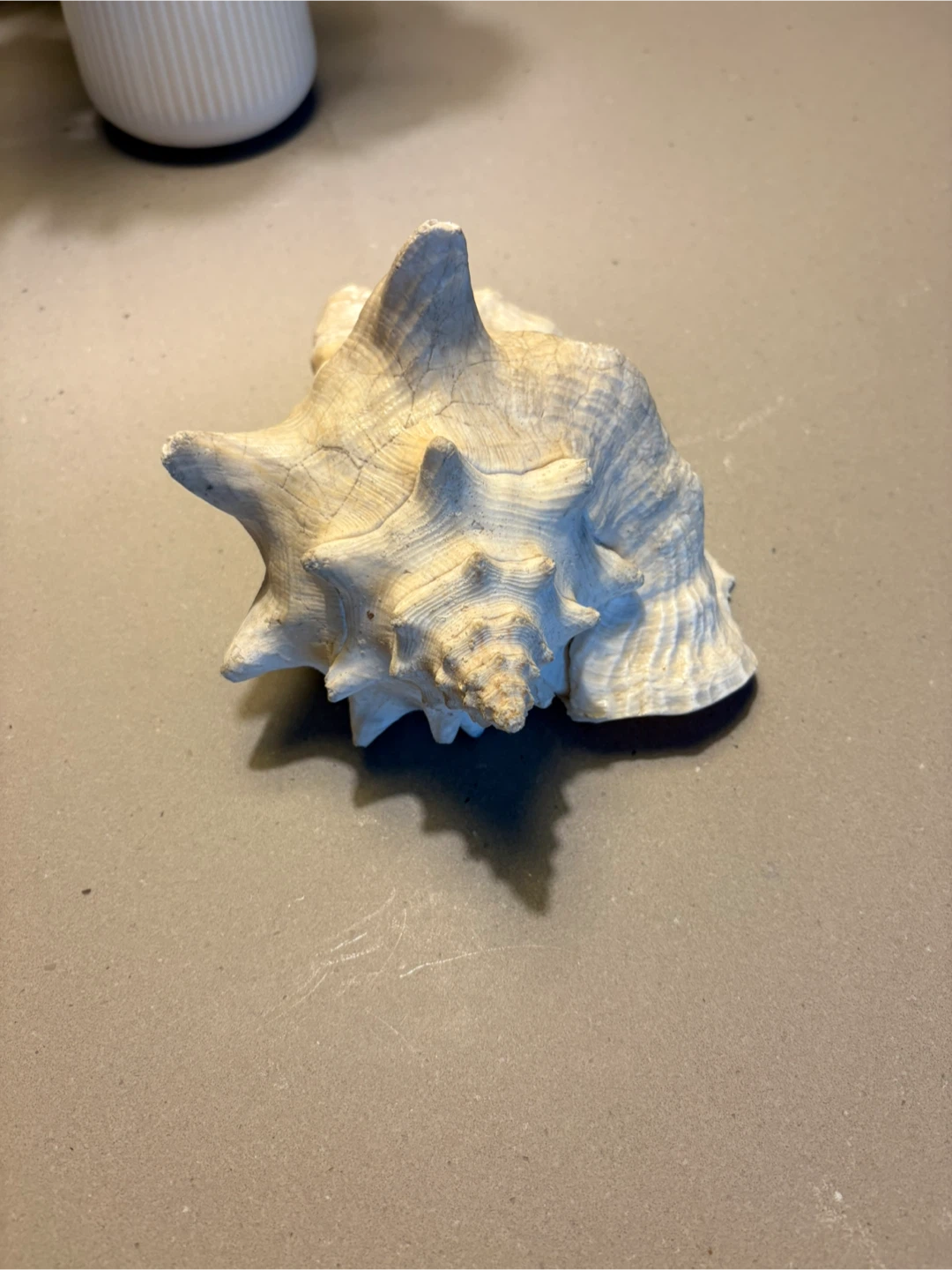 Natural Queen Conch Seashell - photo 2