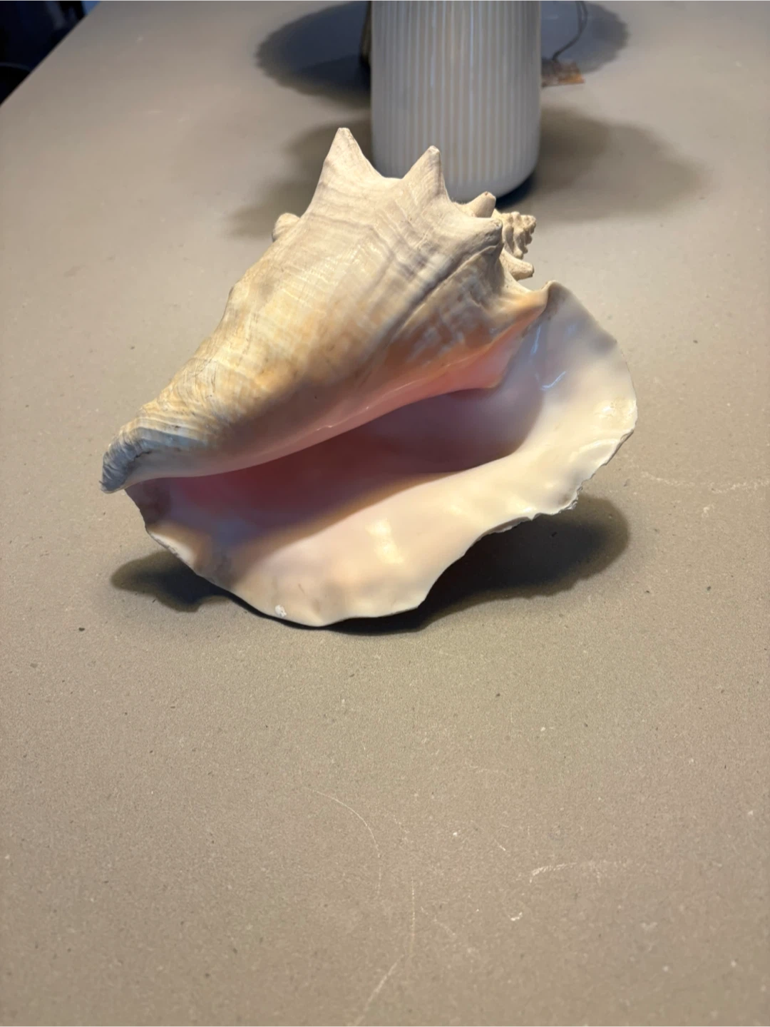 Natural Queen Conch Seashell - photo 3