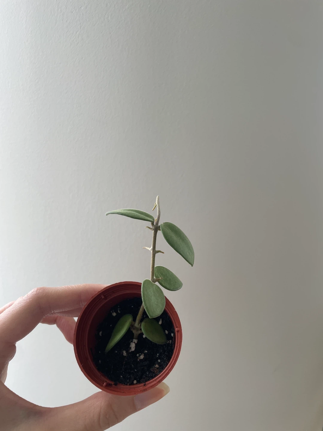 Hoya Nummulariodes in a nursery pot