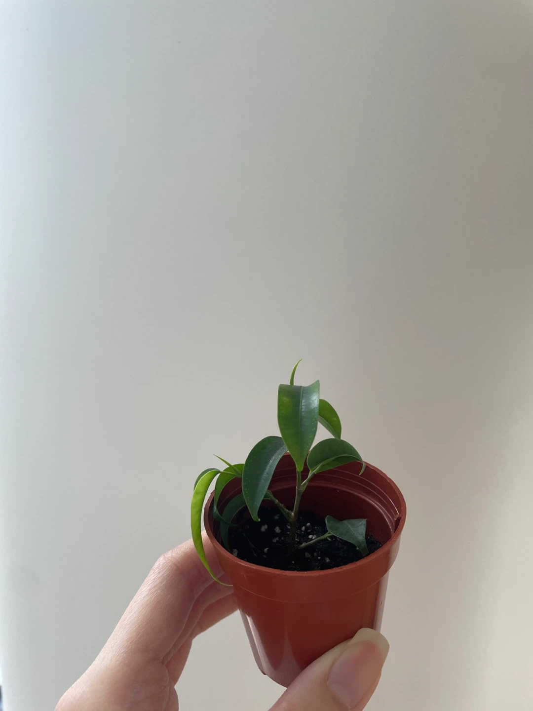 Mini Ficus Benjamina bonsai