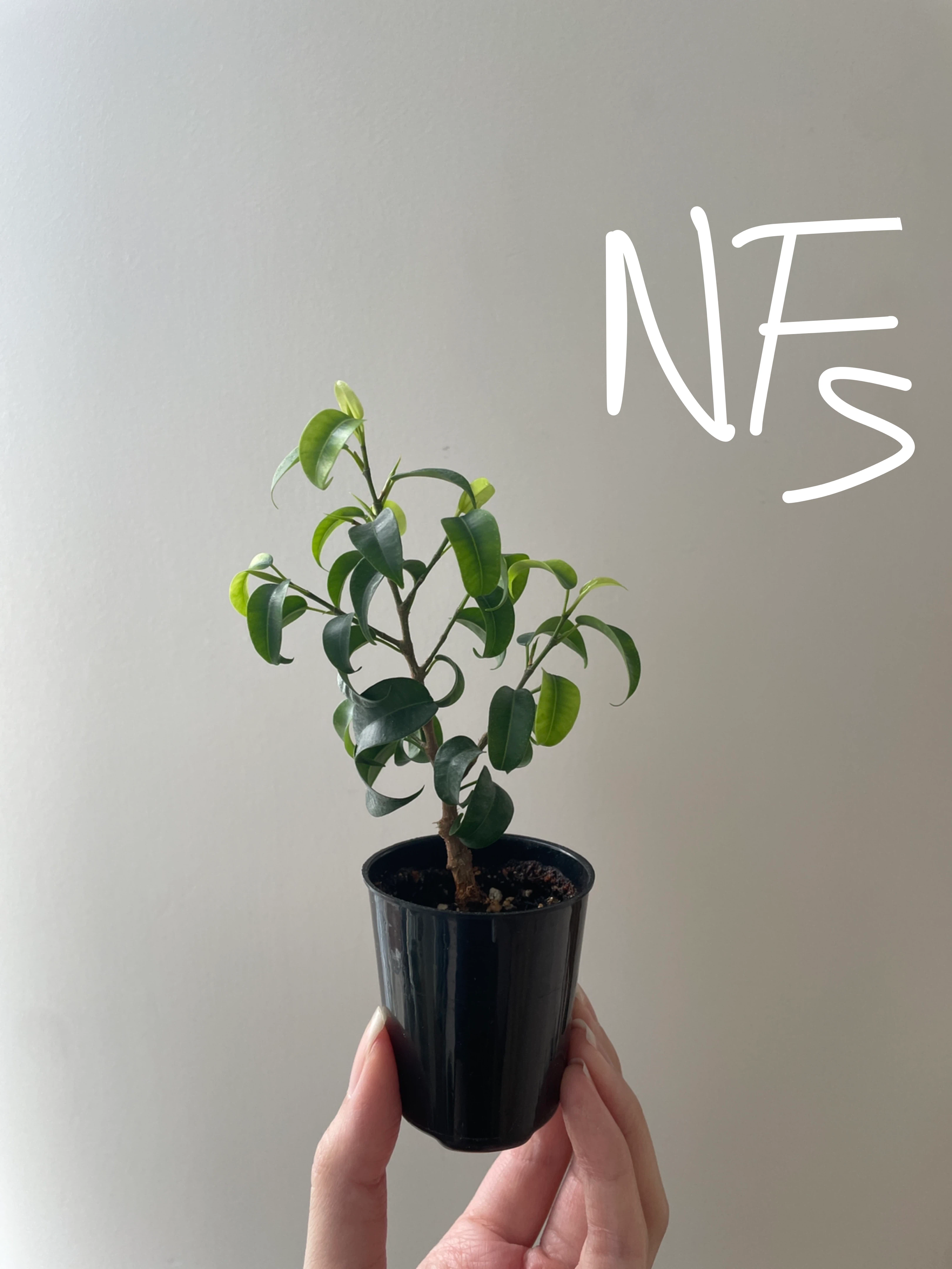 Mini Ficus Benjamina bonsai - photo 2