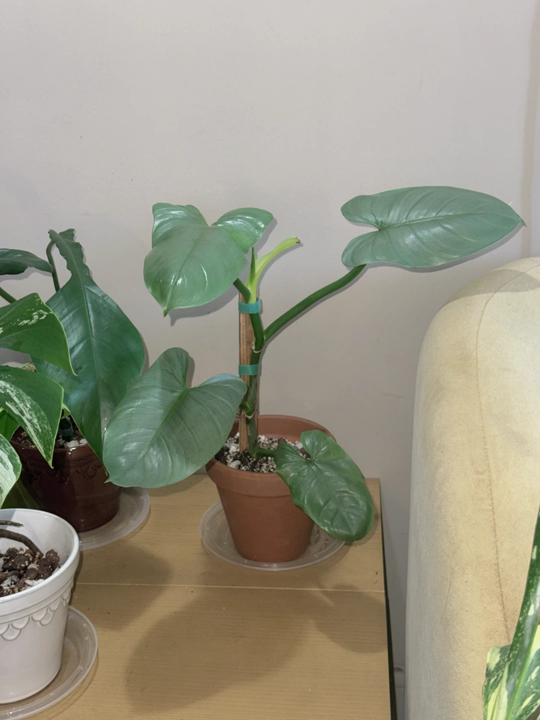 Philodendron Silver Sword Plant