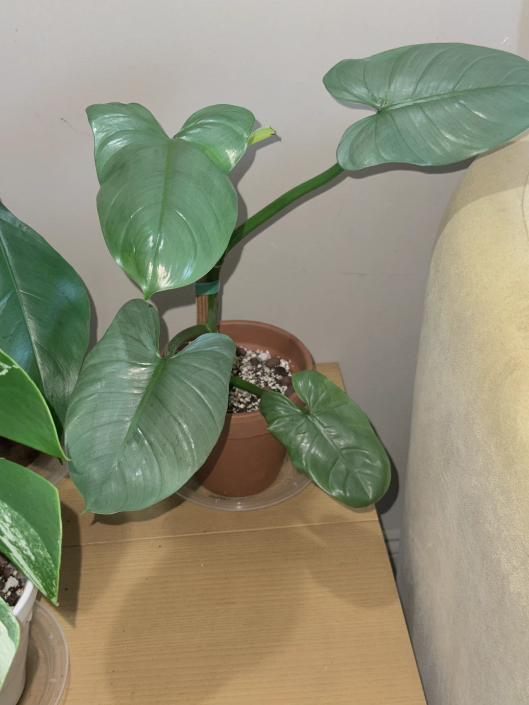 Philodendron Silver Sword Plant - photo 2