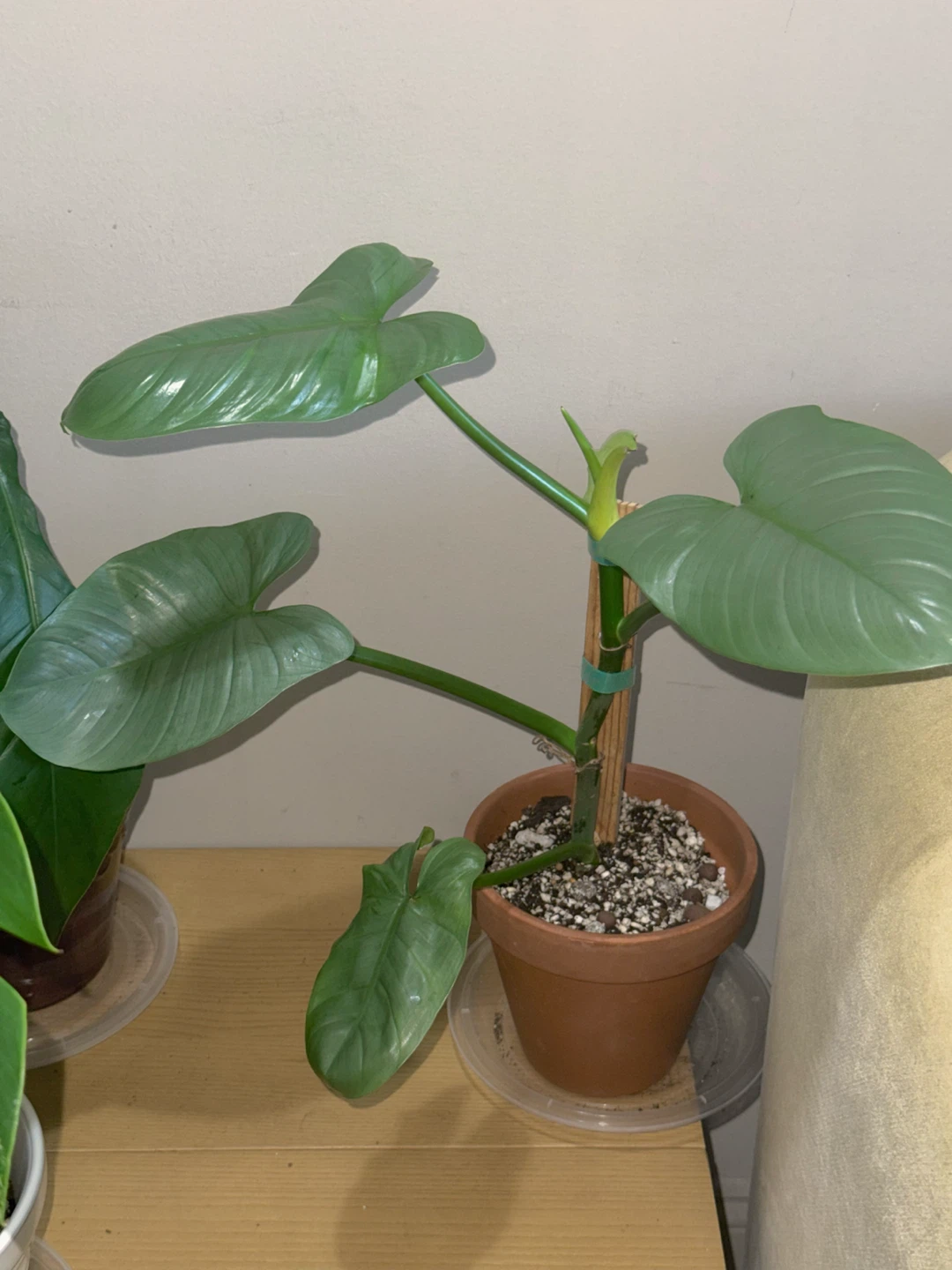 Philodendron Silver Sword Plant - photo 3