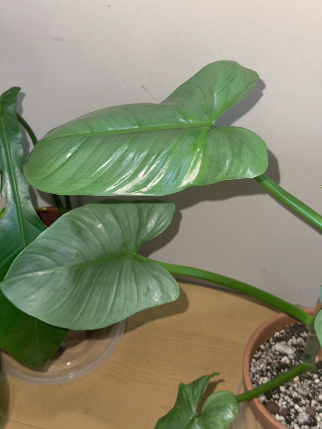 Philodendron Silver Sword Plant - photo 4