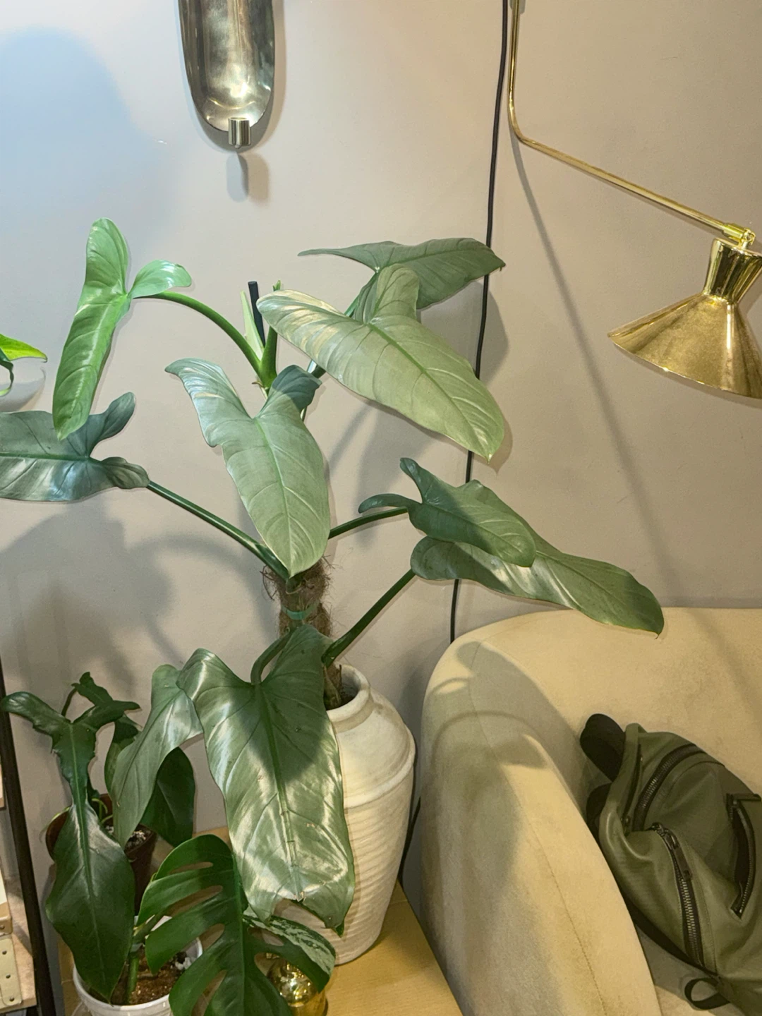 HUGE Philodendron Silver Sword in Cream Ceramic Vase