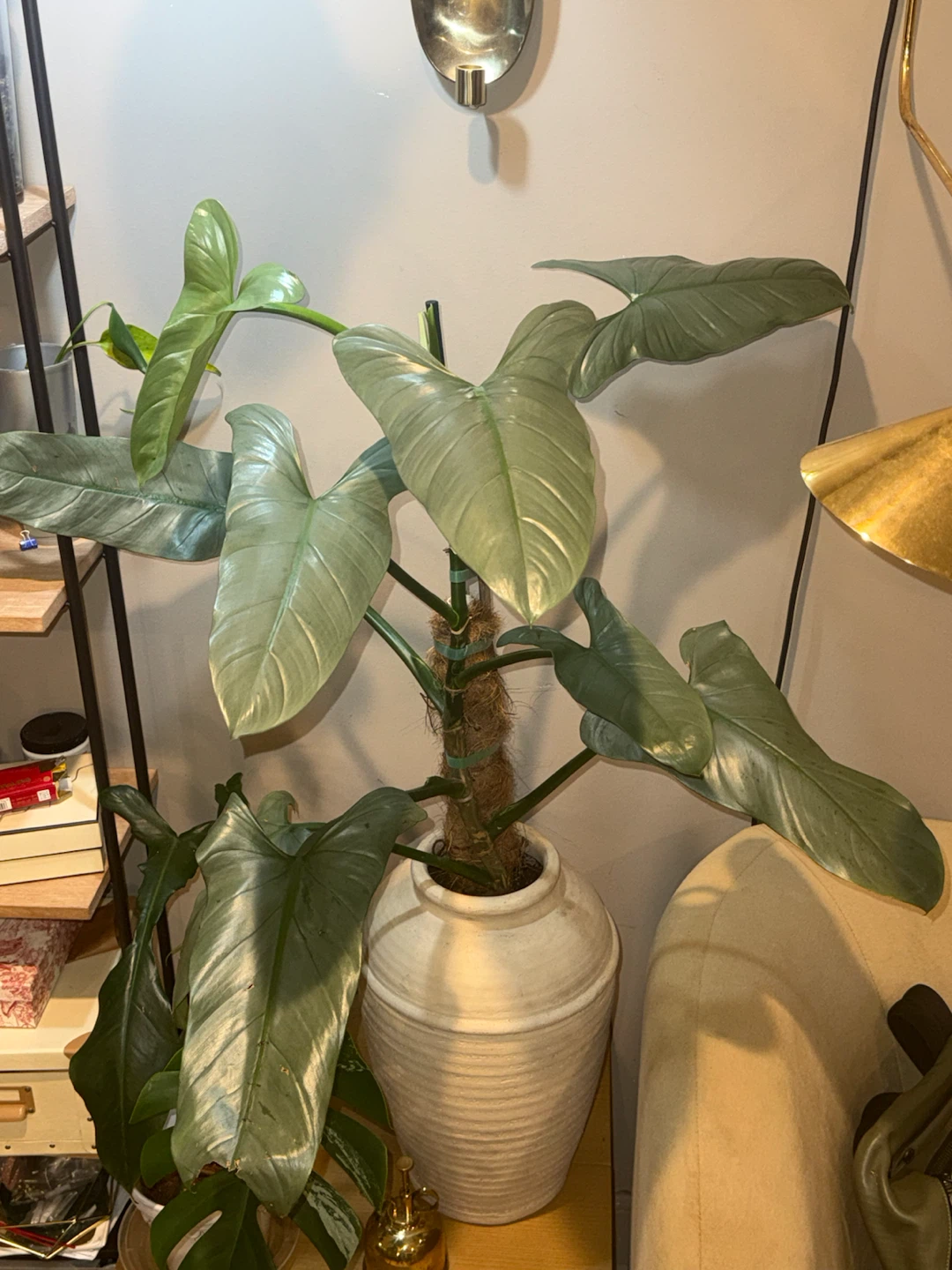 HUGE Philodendron Silver Sword in Cream Ceramic Vase - photo 2