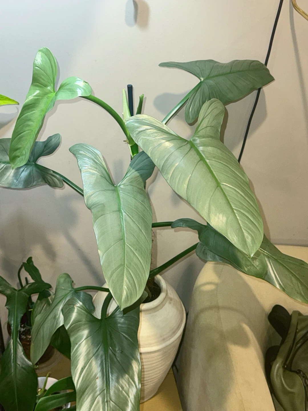 HUGE Philodendron Silver Sword in Cream Ceramic Vase - photo 3