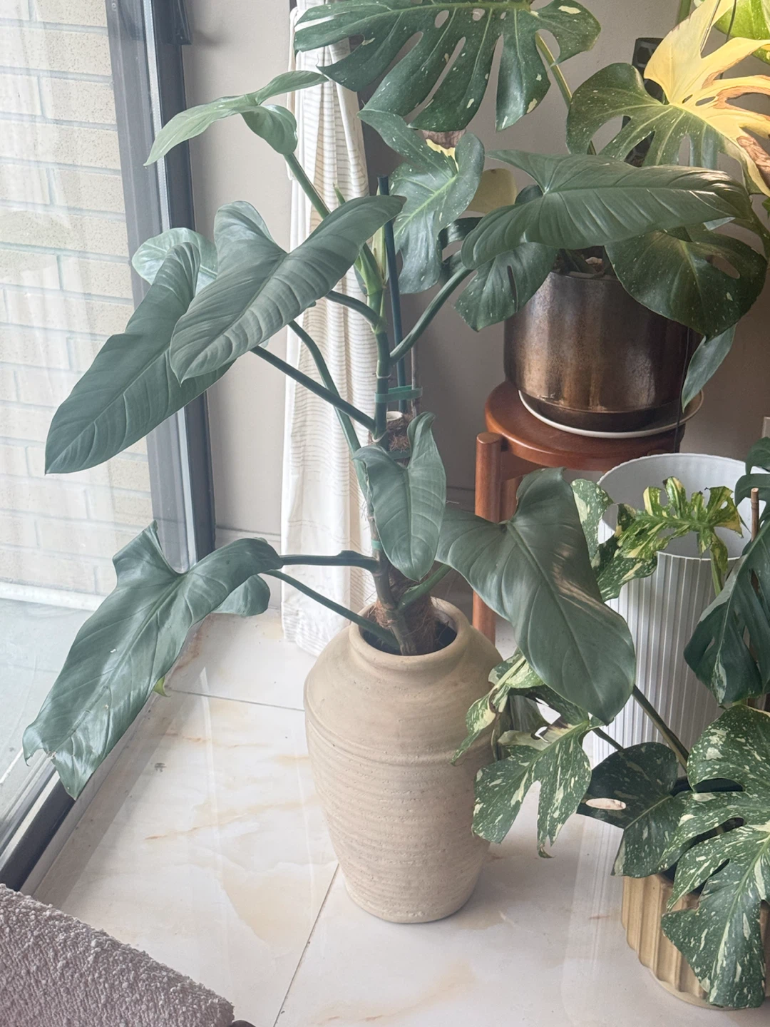 HUGE Philodendron Silver Sword in Cream Ceramic Vase - photo 4