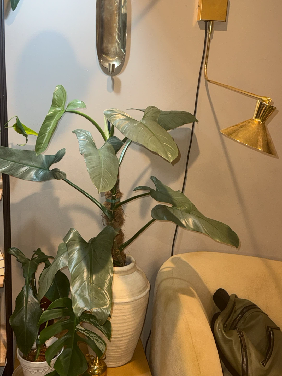 HUGE Philodendron Silver Sword in Cream Ceramic Vase - photo 5