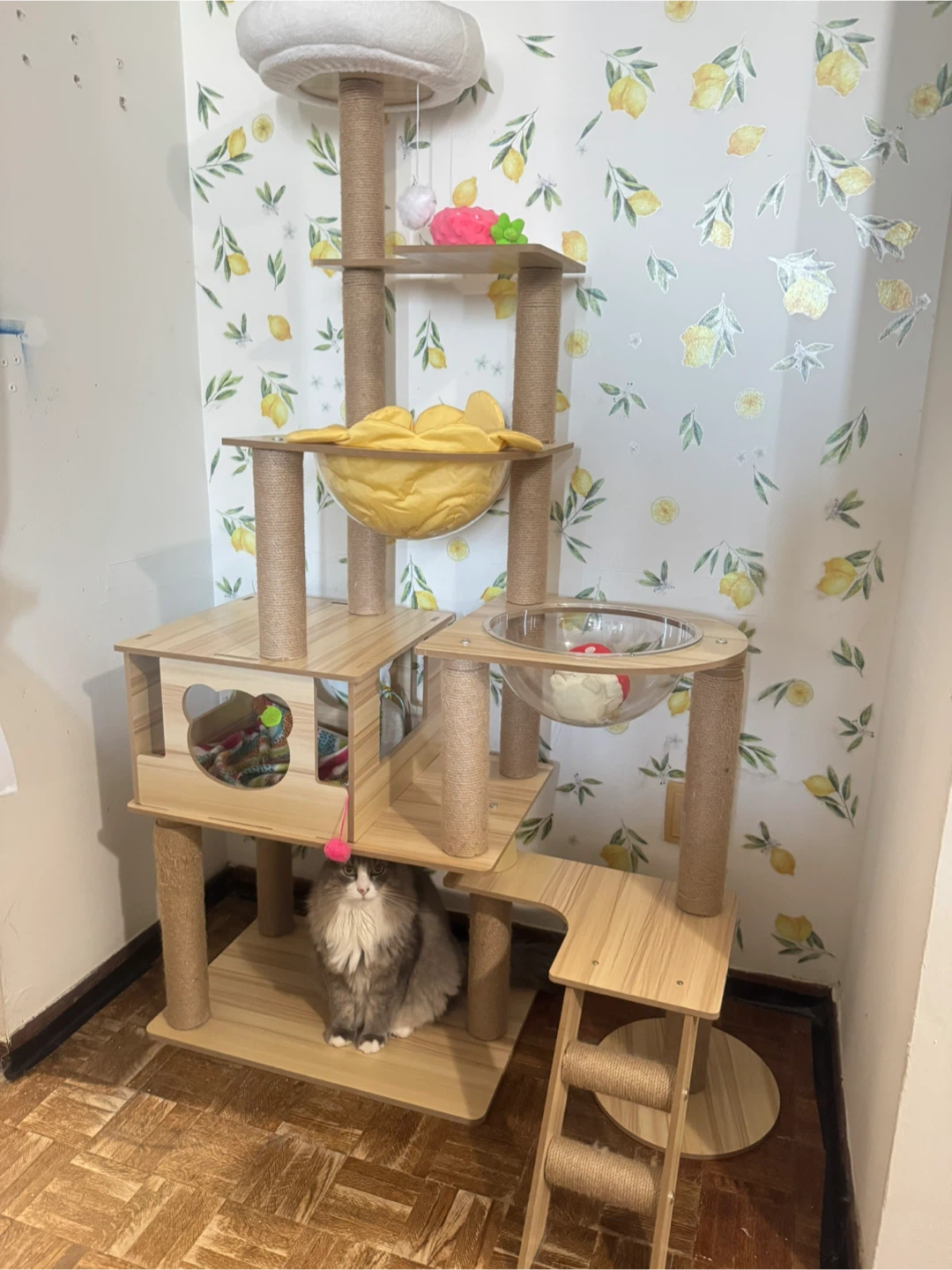Modern Cat Tree Condo with Bowls