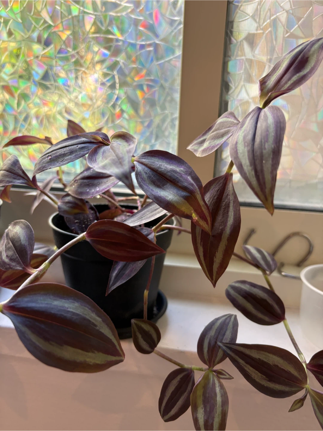 Tradescantia zebrina Inch Plant