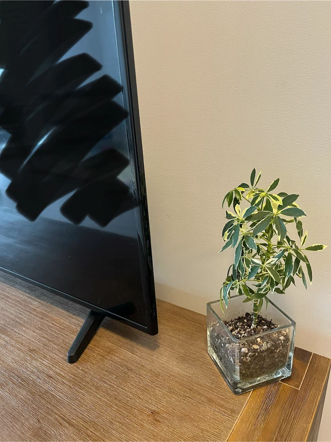 Healthy Schefflera - photo 3