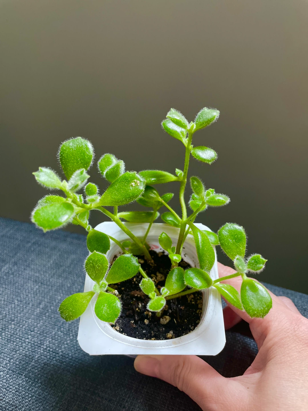 Bear paw succulent plant