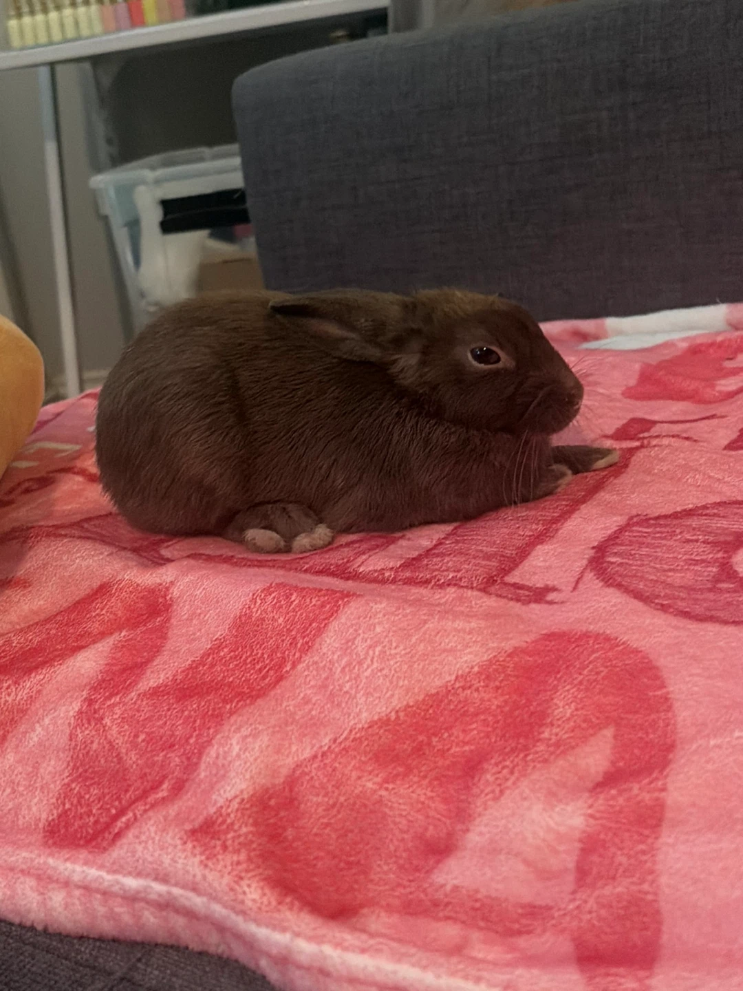 Small bunny Pet cage and accessories - photo 2