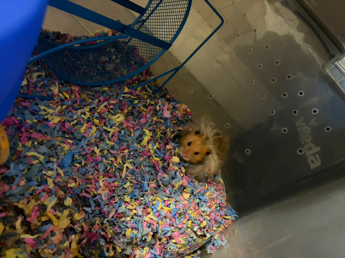 hamster bin cage with accessories - photo 2