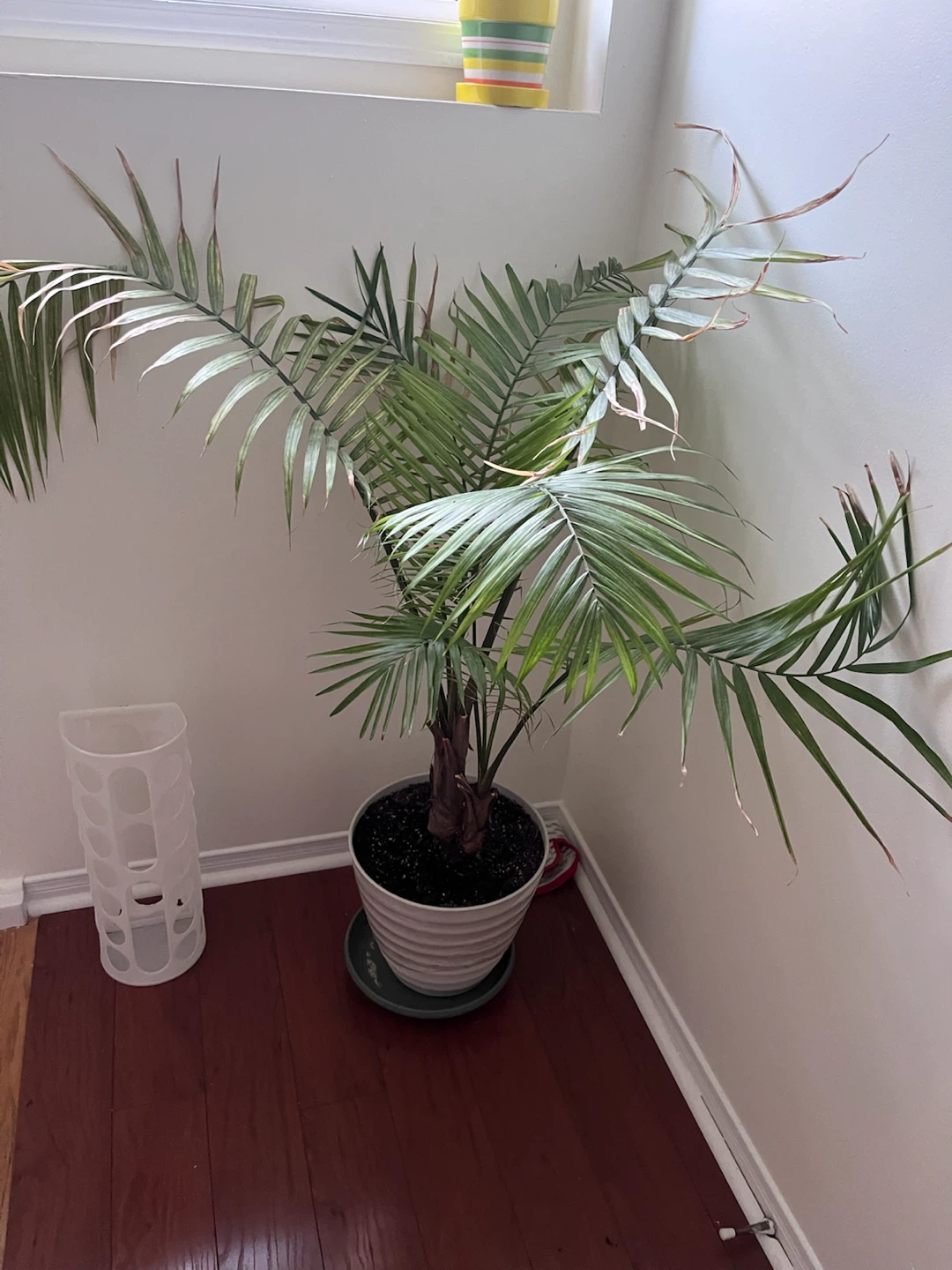 Majesty Palm Plant