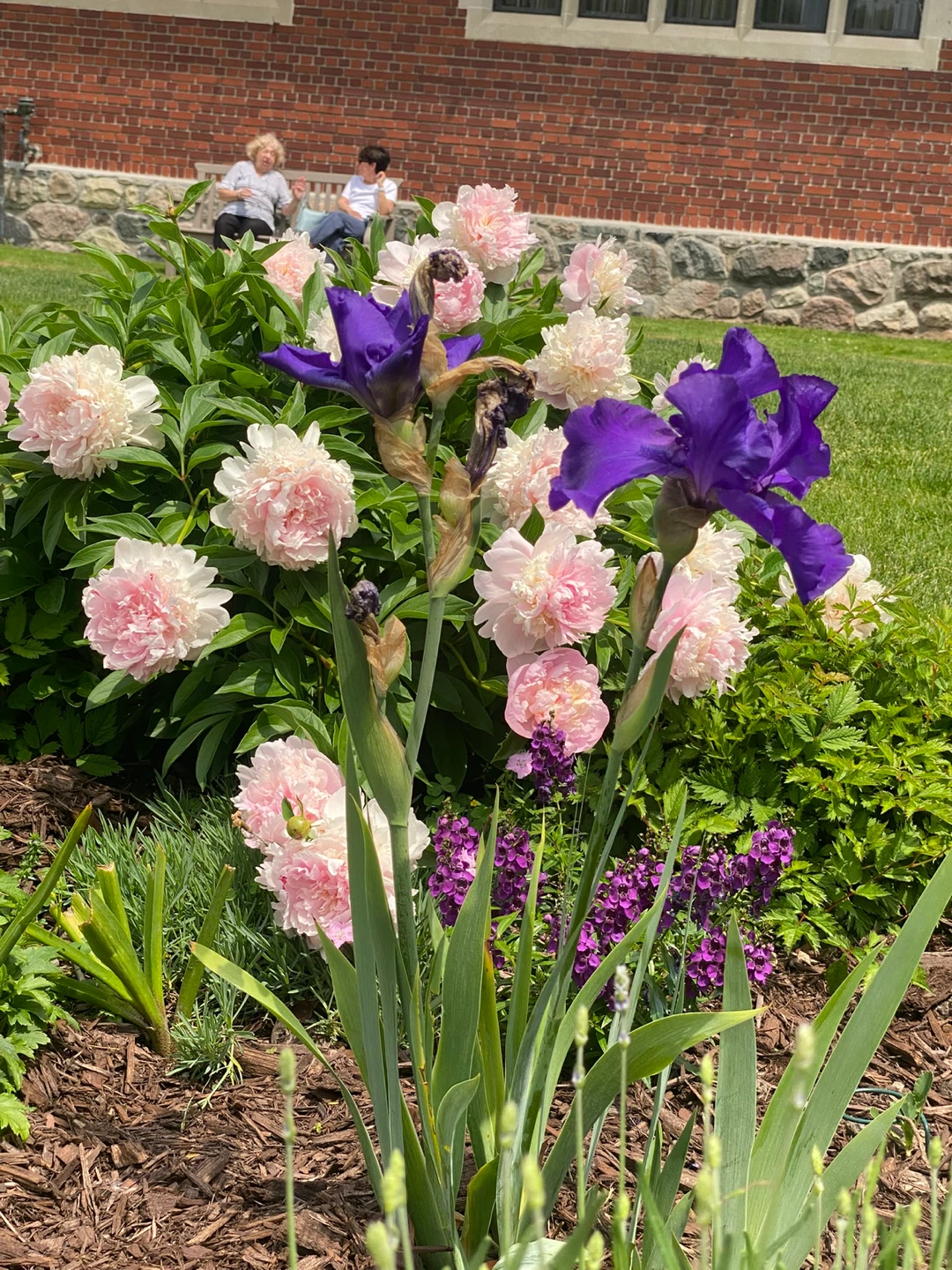 Dwarf, black  IRIS (purple)