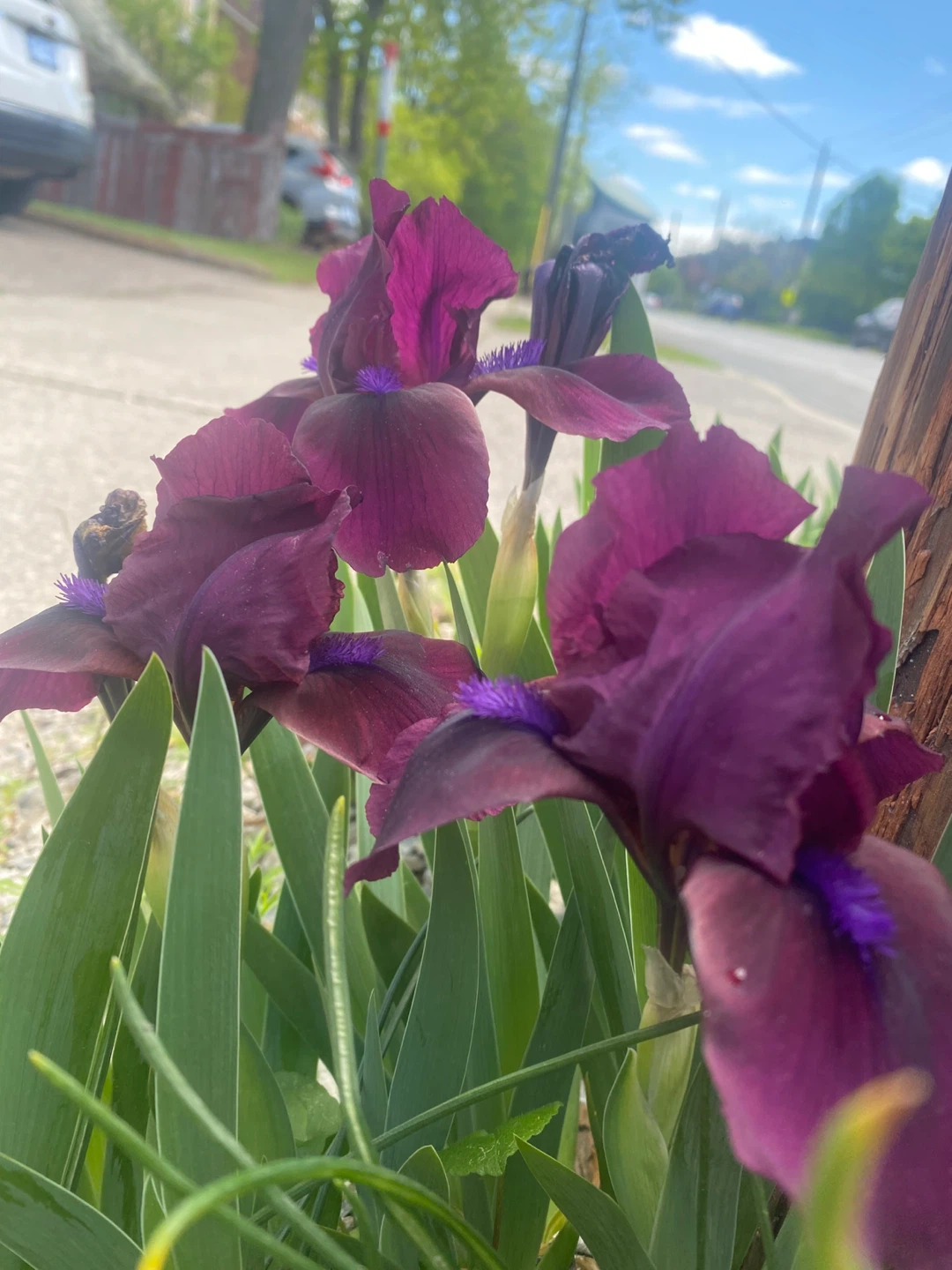 Dwarf, black  IRIS (purple) - photo 2