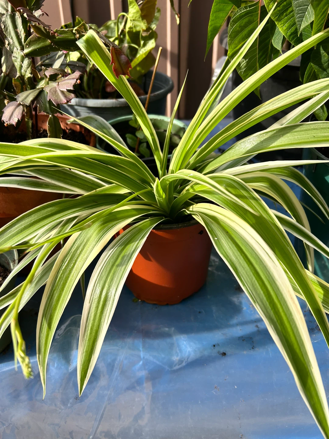 Spider Plants