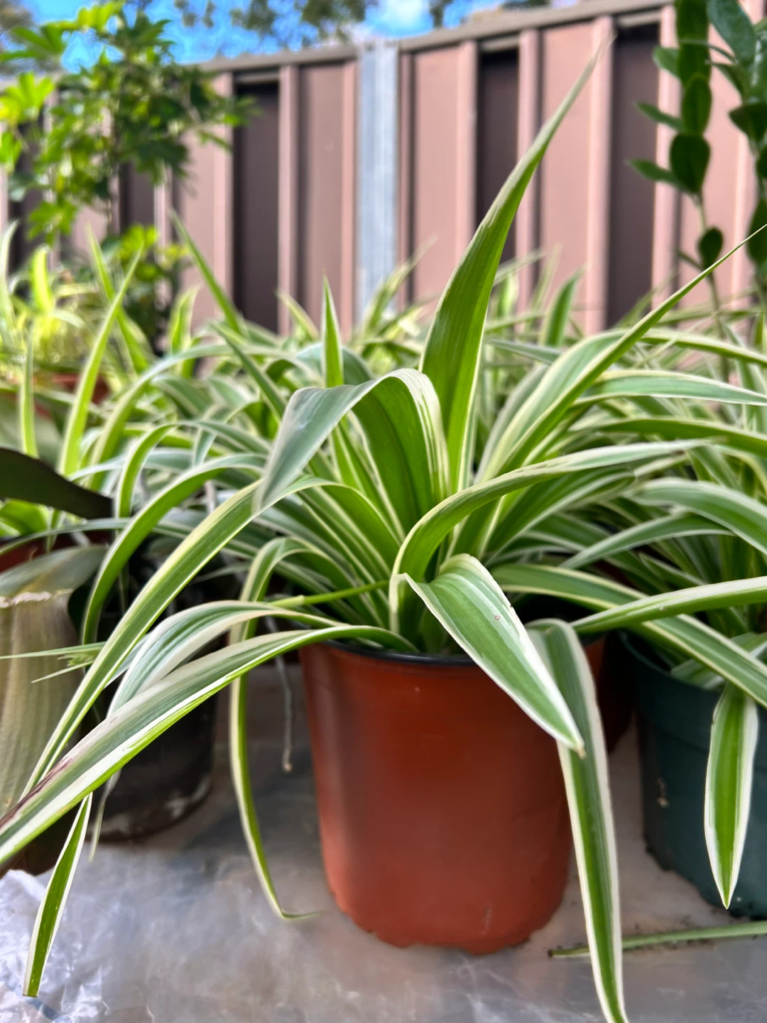 Spider Plants - photo 2