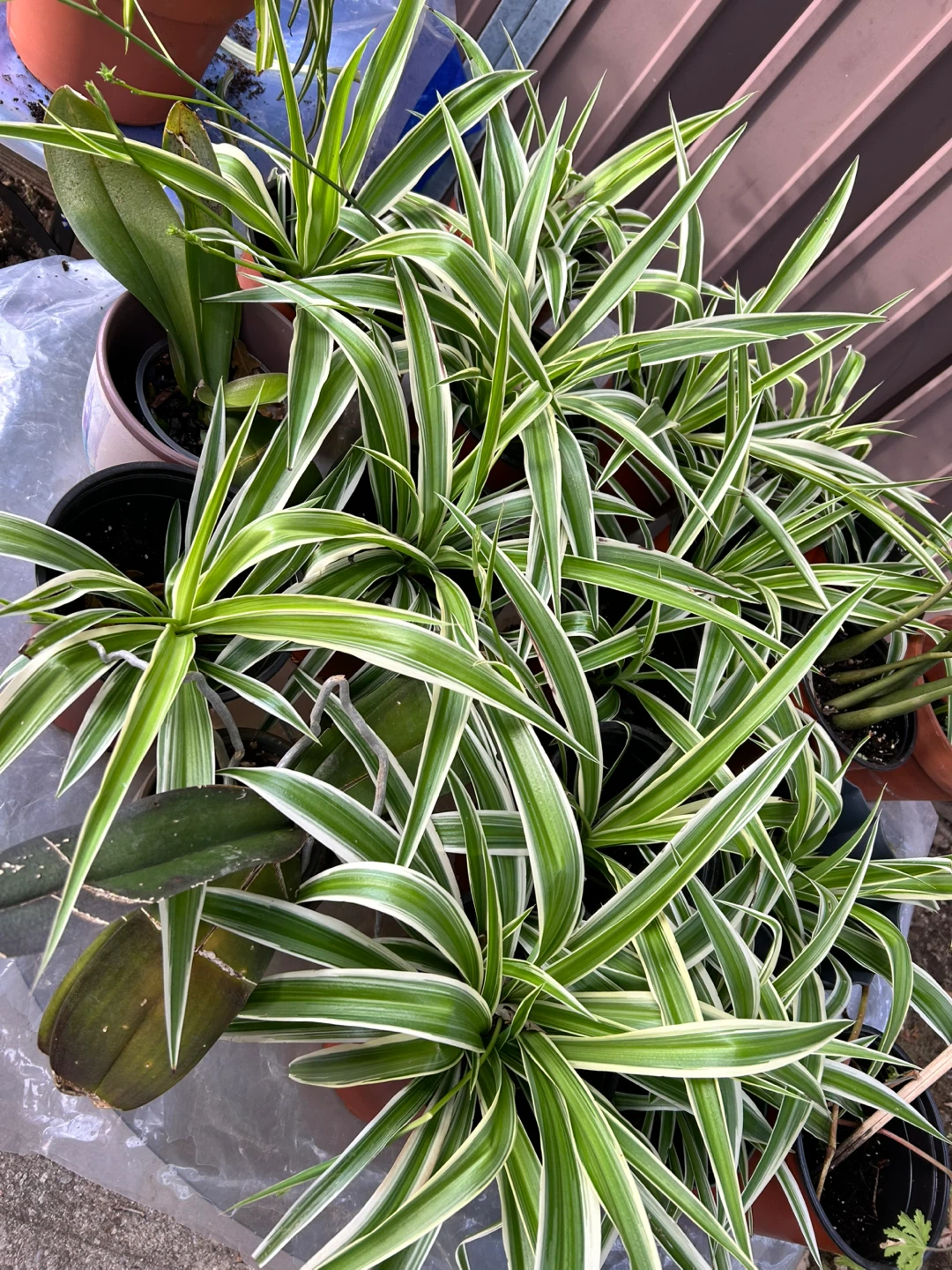 Spider Plants - photo 3