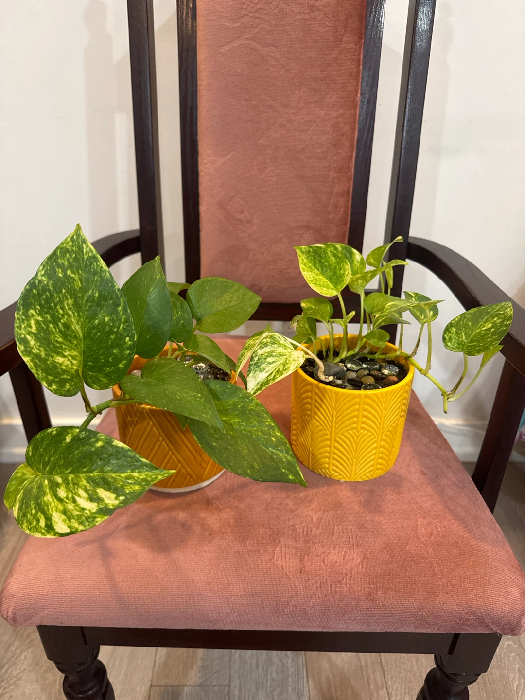 Plants: philodendron and pothos - photo 3