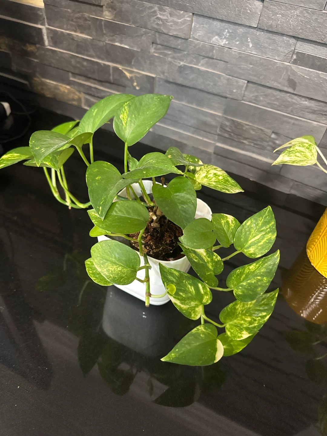 Plants: philodendron and pothos - photo 4