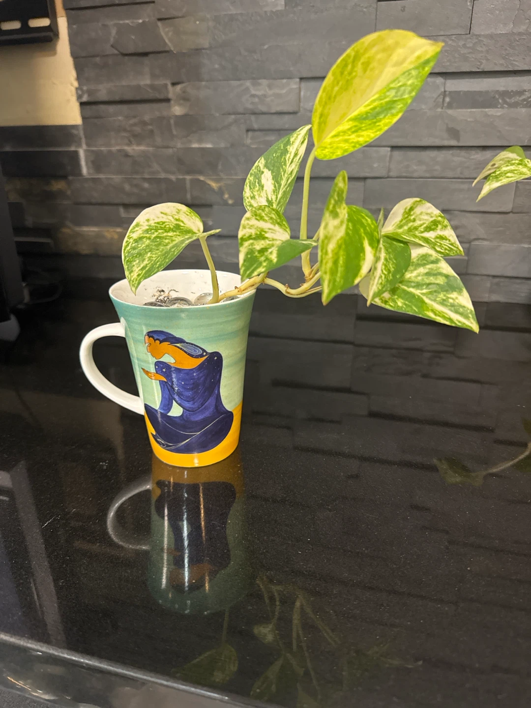 Plants: philodendron and pothos - photo 5